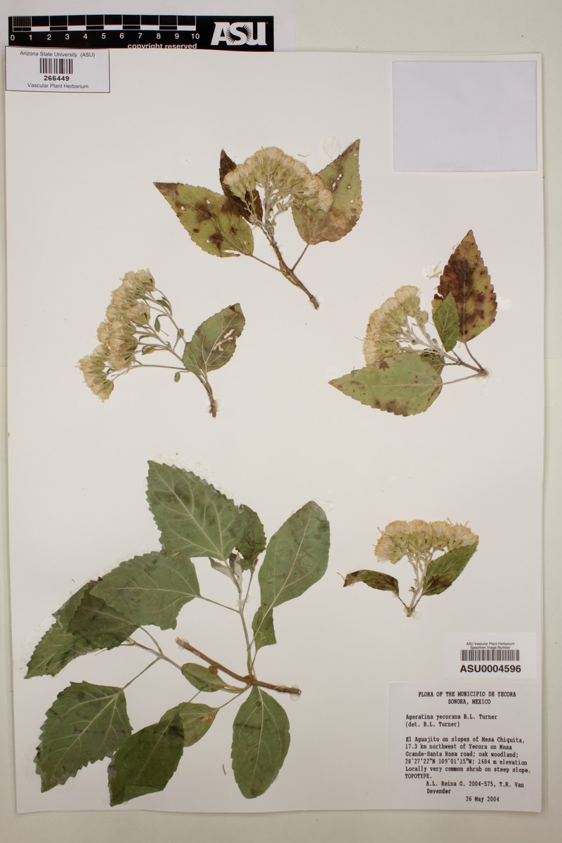 Ageratina yecorana photo 7