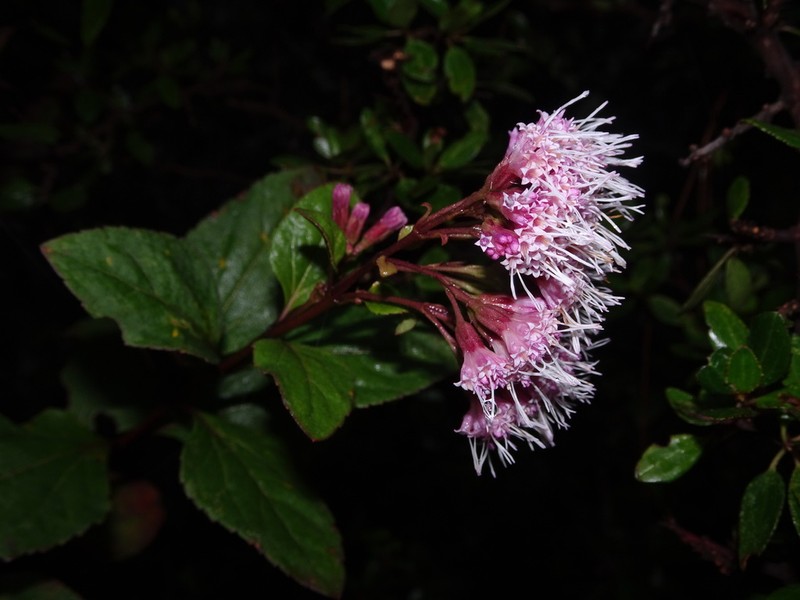 Ageratina zaragozana