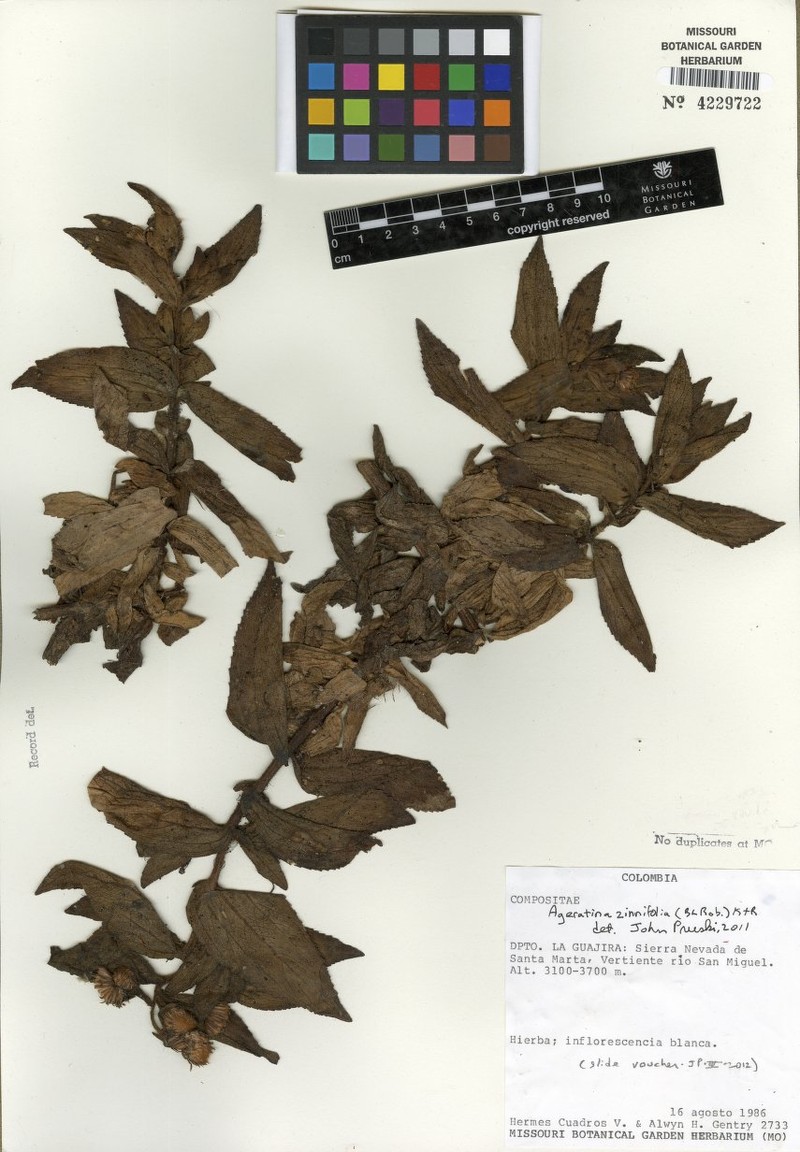 Ageratina zinniifolia