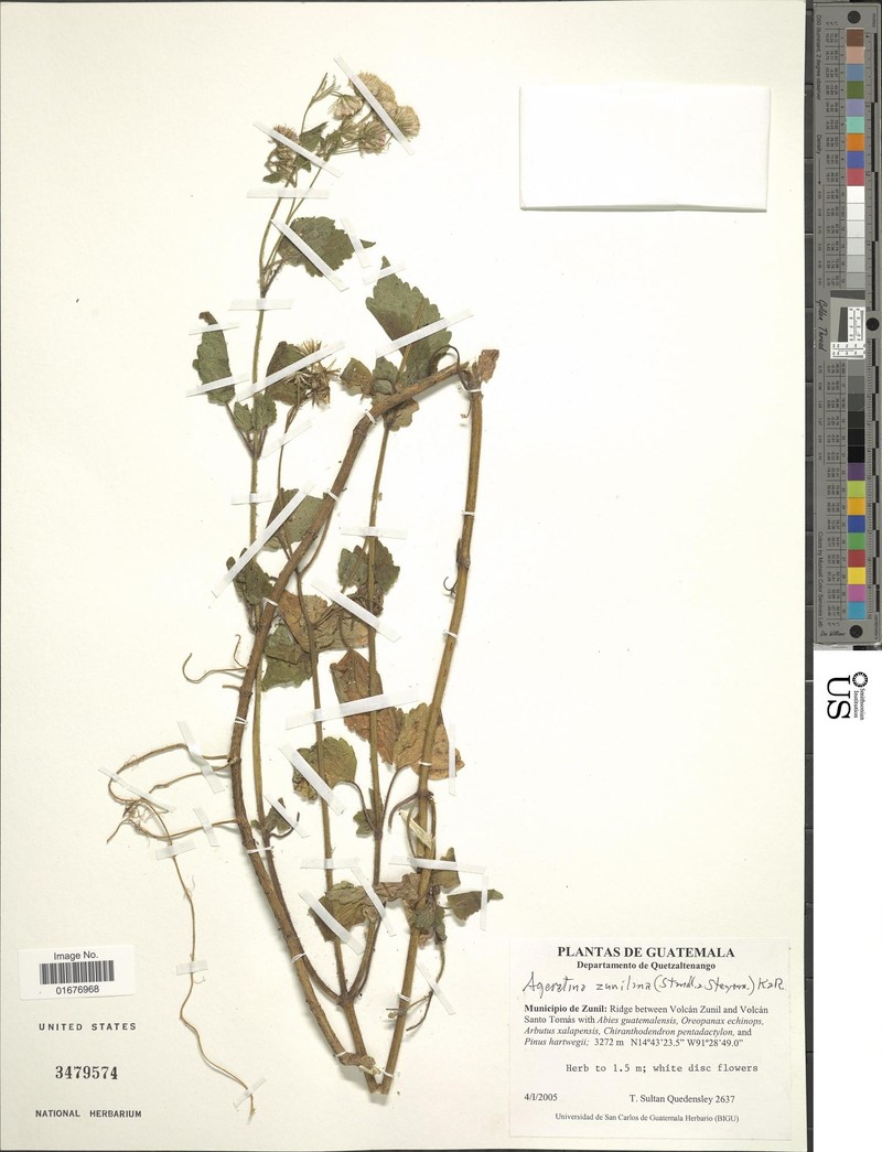 Ageratina zunilana photo 2