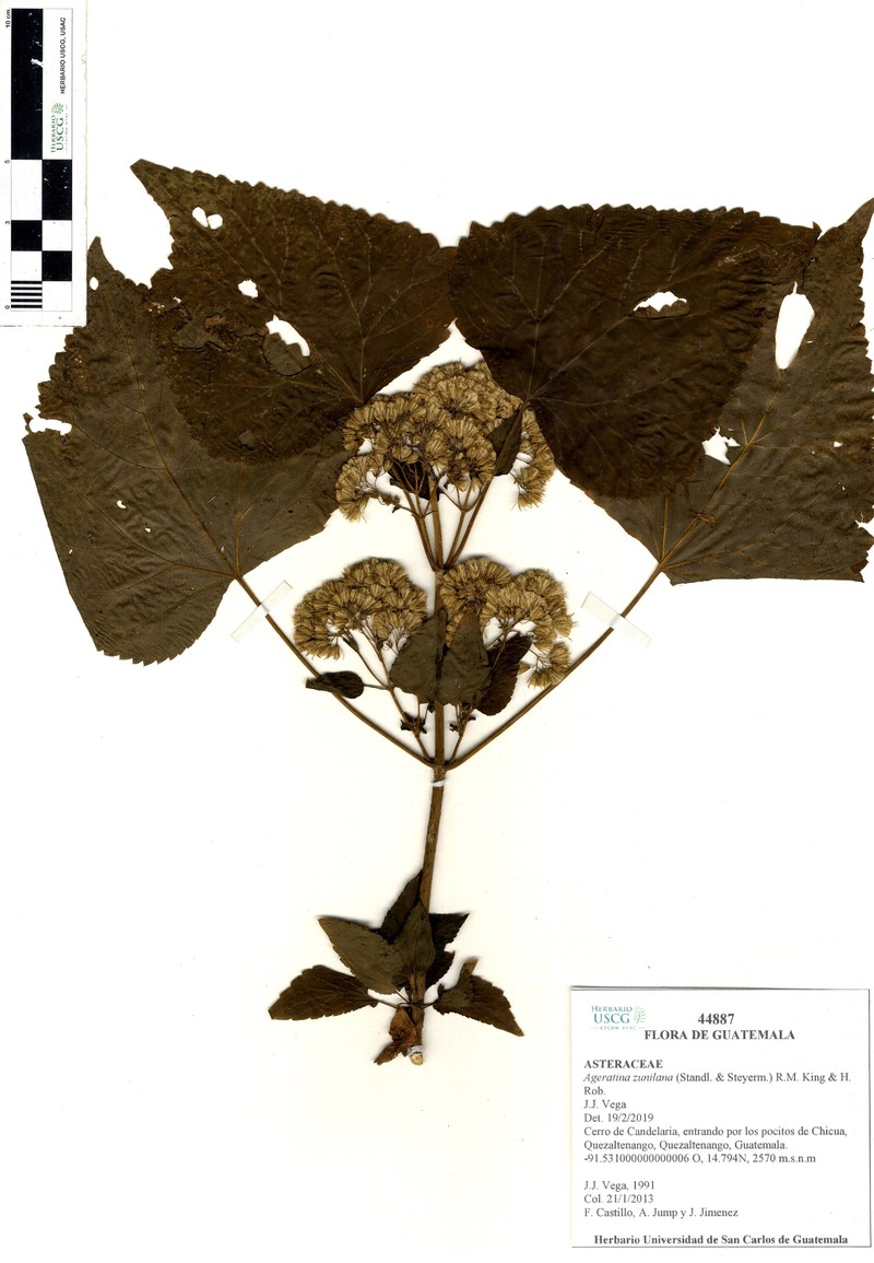 Ageratina zunilana