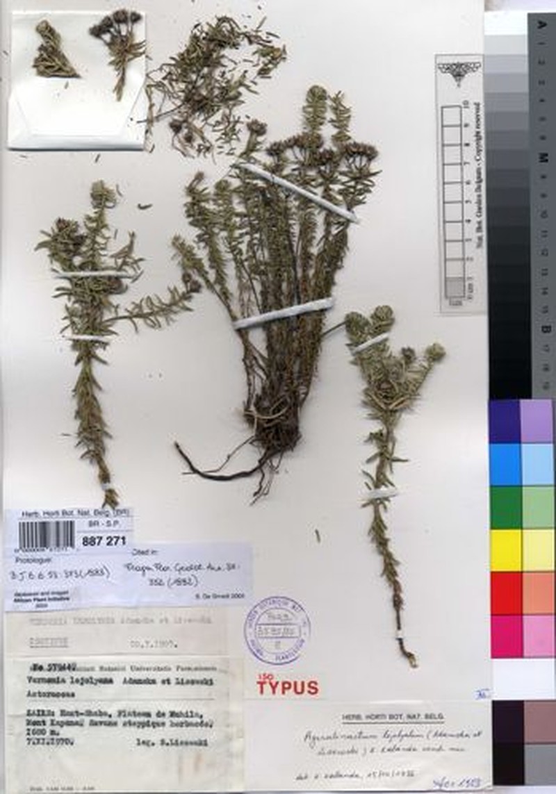 Ageratinastrum lejolyanum