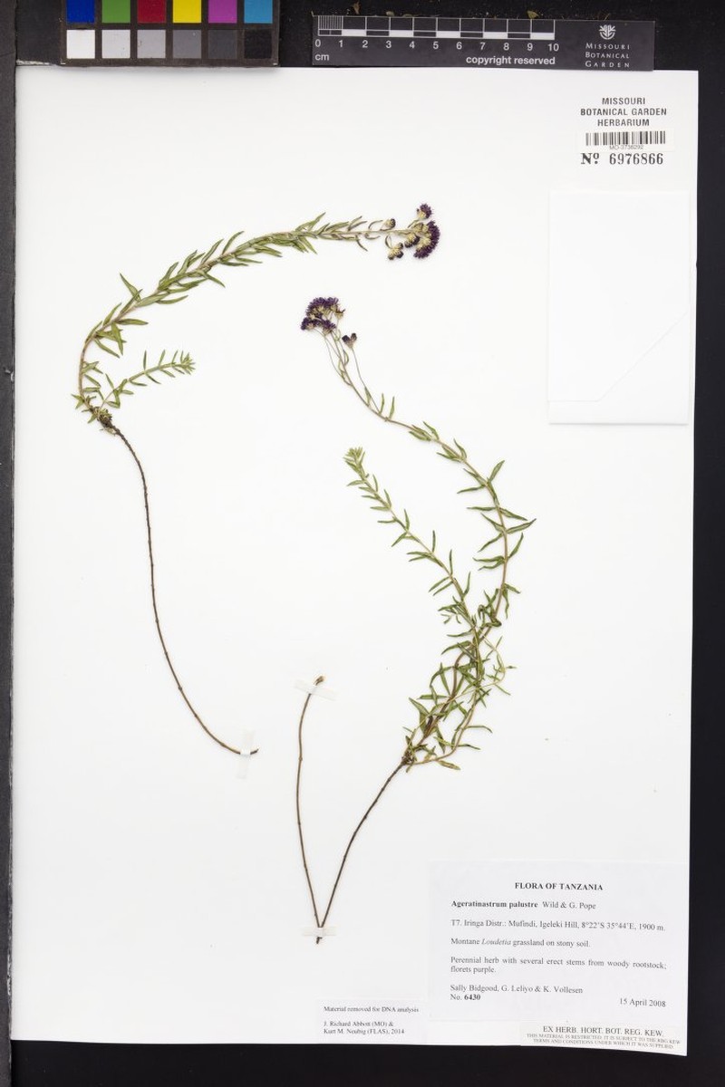 Ageratinastrum palustre