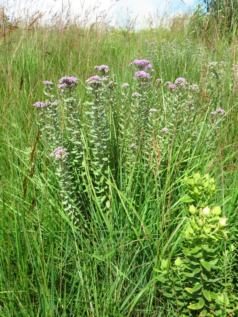 Ageratinastrum polyphyllum photo 2