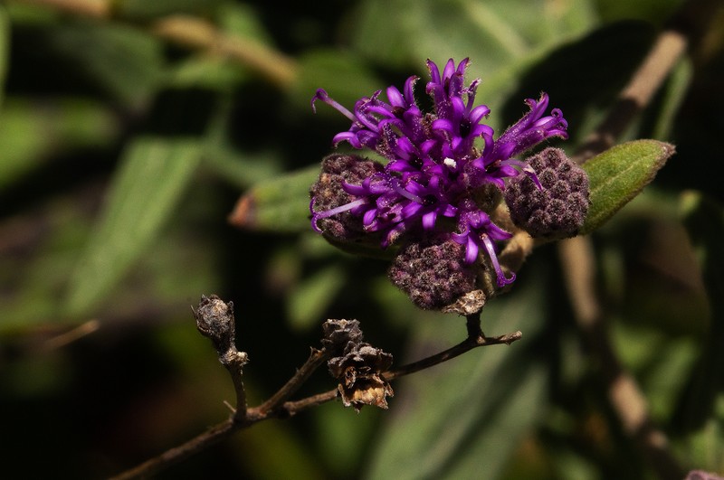 Ageratinastrum polyphyllum photo 3