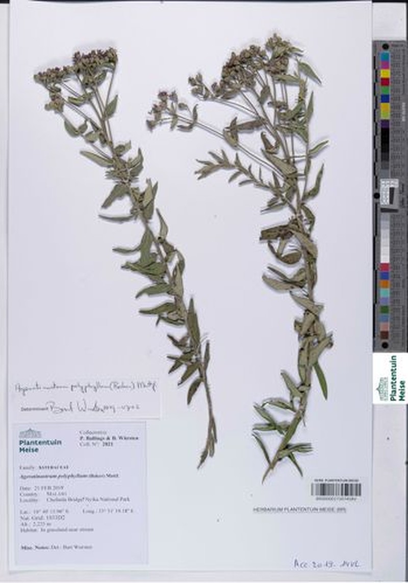 Ageratinastrum polyphyllum photo 4