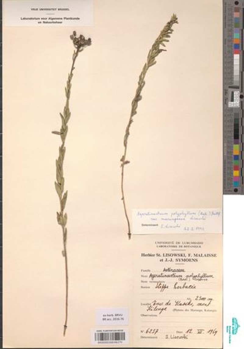 Ageratinastrum polyphyllum var. marungense