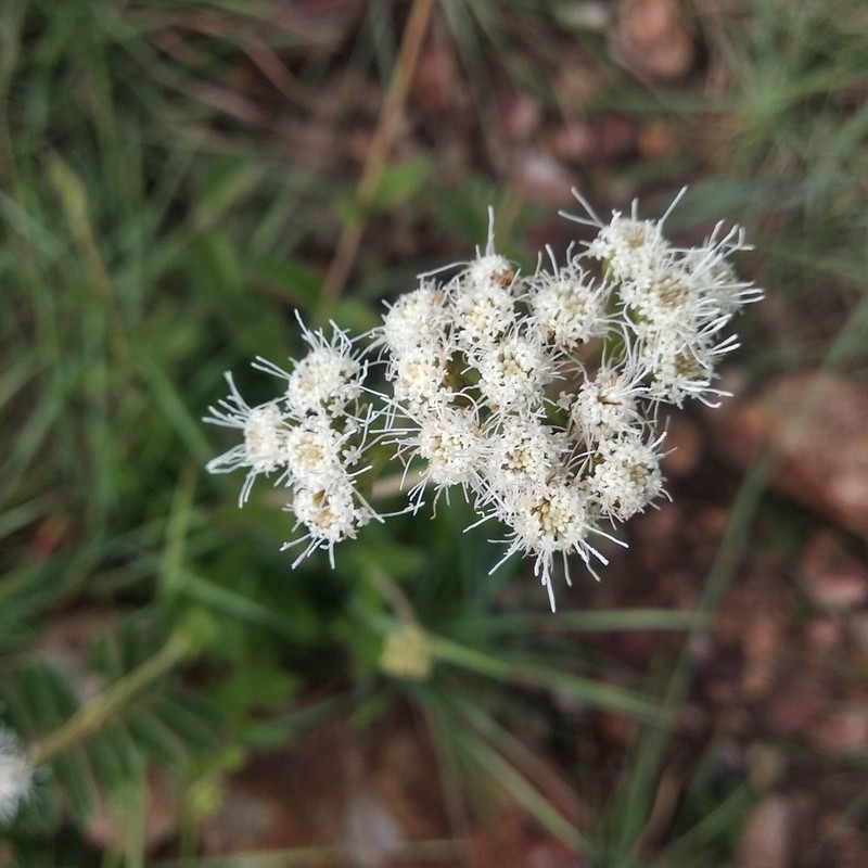 Ageratum albidum photo 4