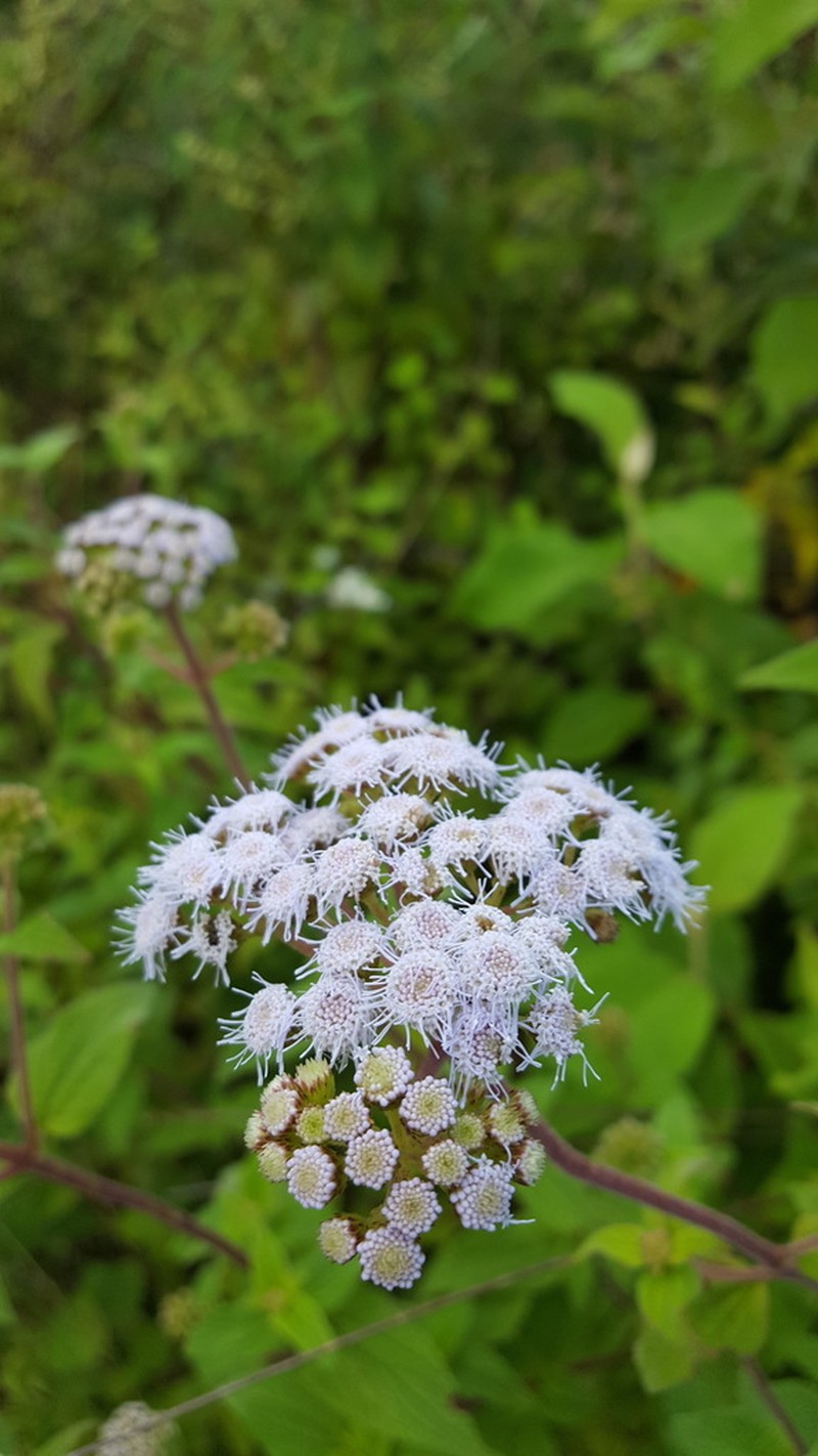 Ageratum albidum photo 5