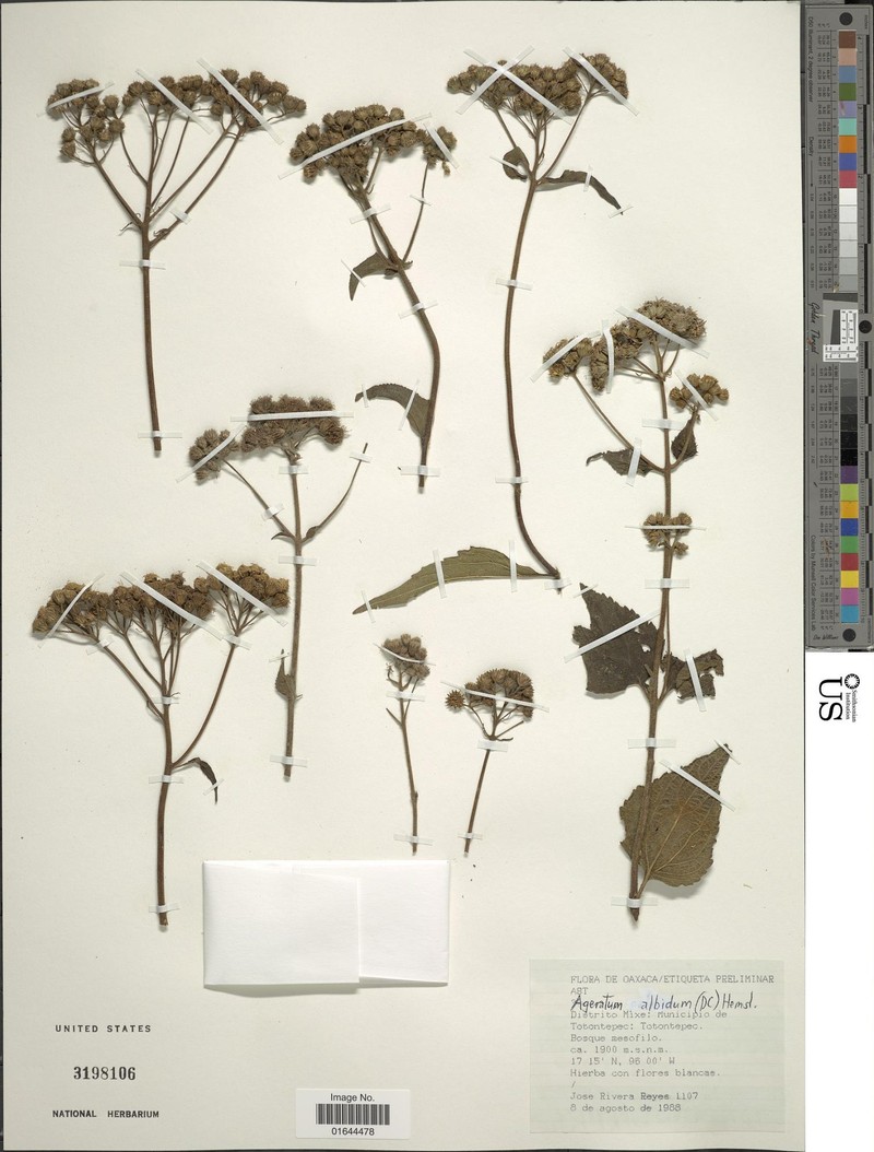 Ageratum albidum photo 6