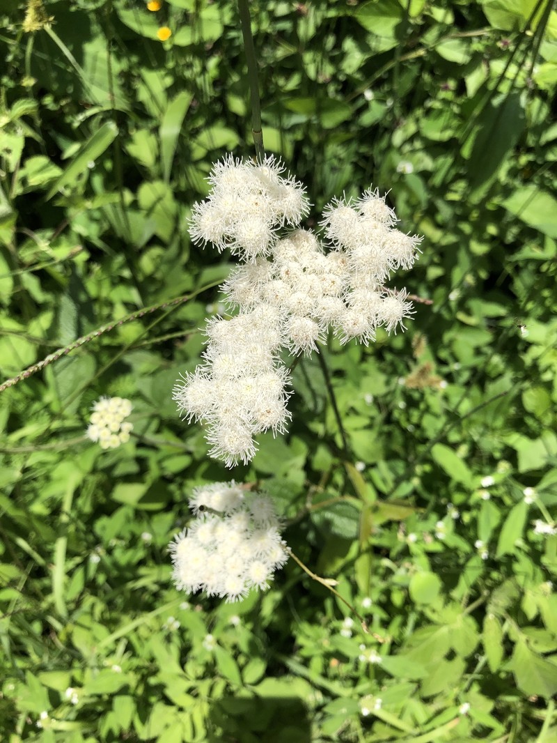 Ageratum albidum photo 2