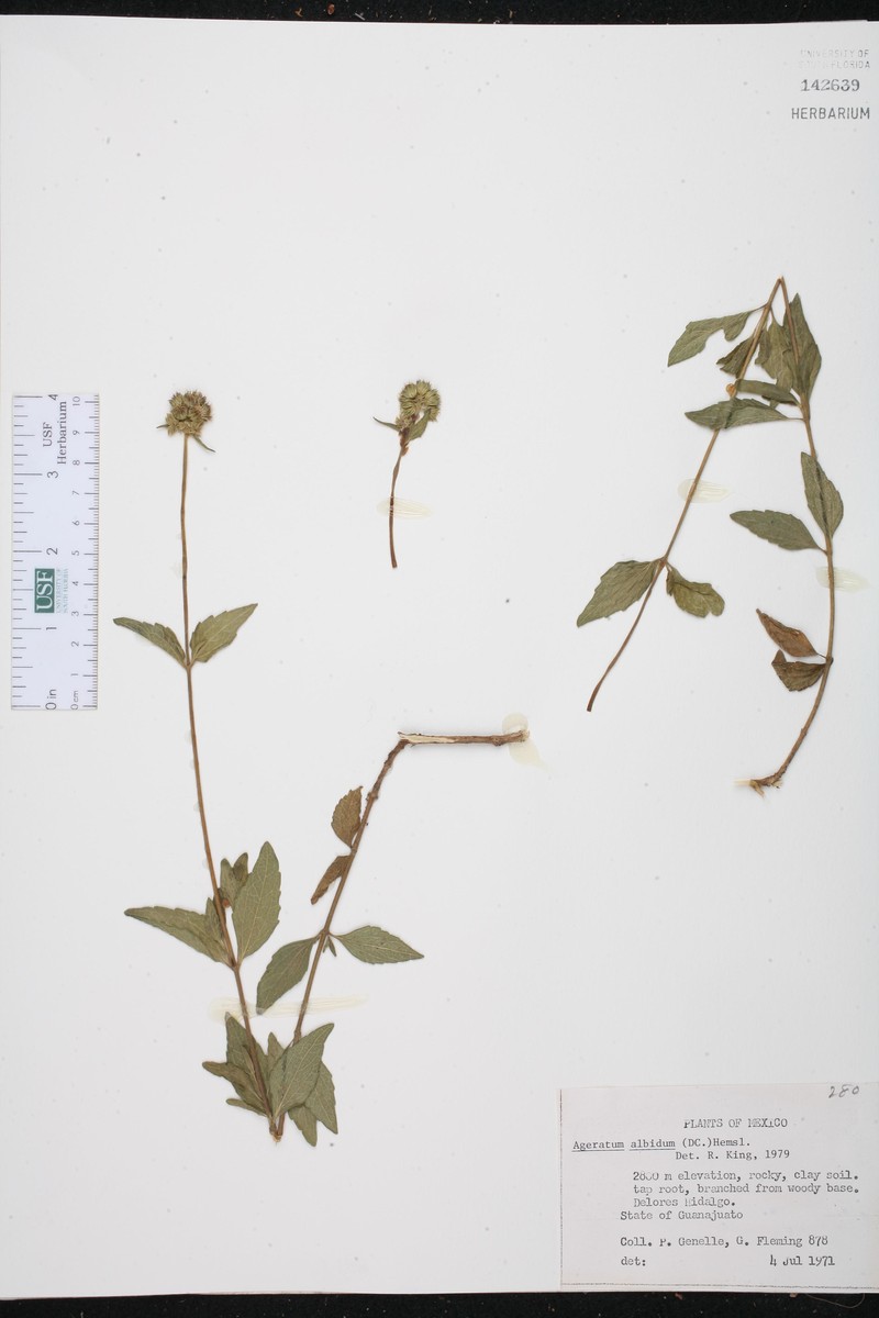 Ageratum albidum photo 3