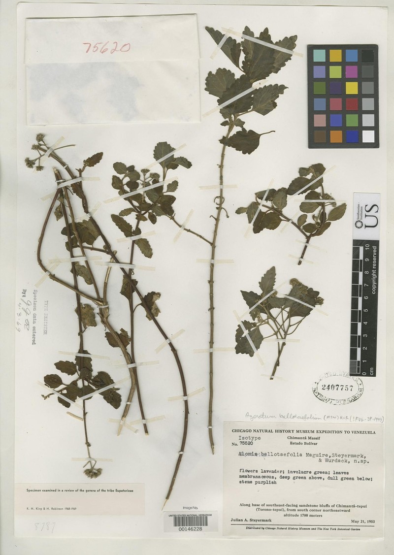 Ageratum ballotifolium