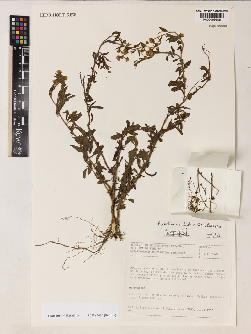 Ageratum candidum photo 3