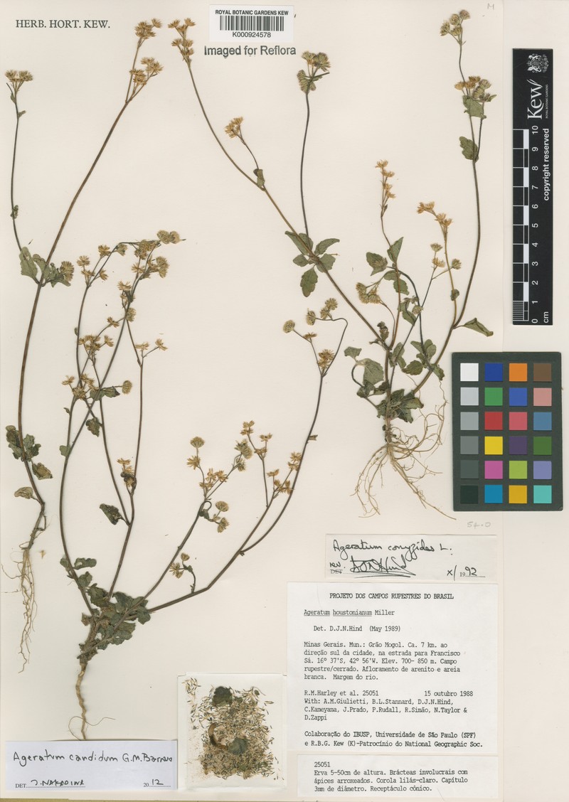 Ageratum candidum photo 4