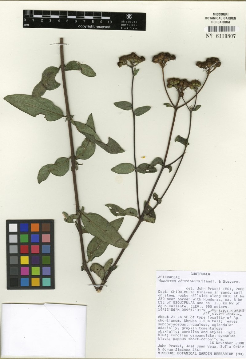 Ageratum chortianum