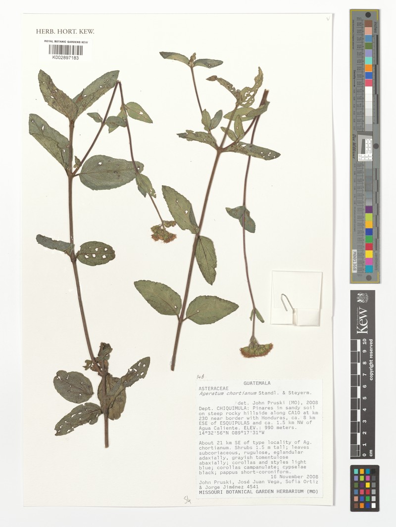 Ageratum chortianum photo 2