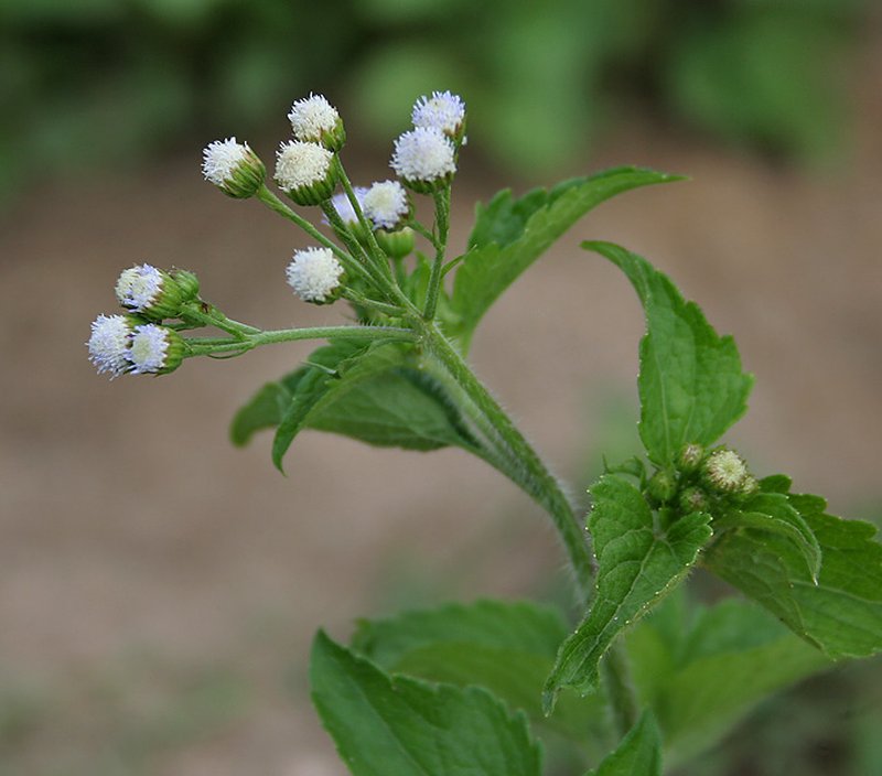 Tropical Whiteweed photo 5