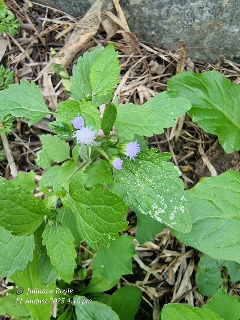 Tropical Whiteweed photo 7