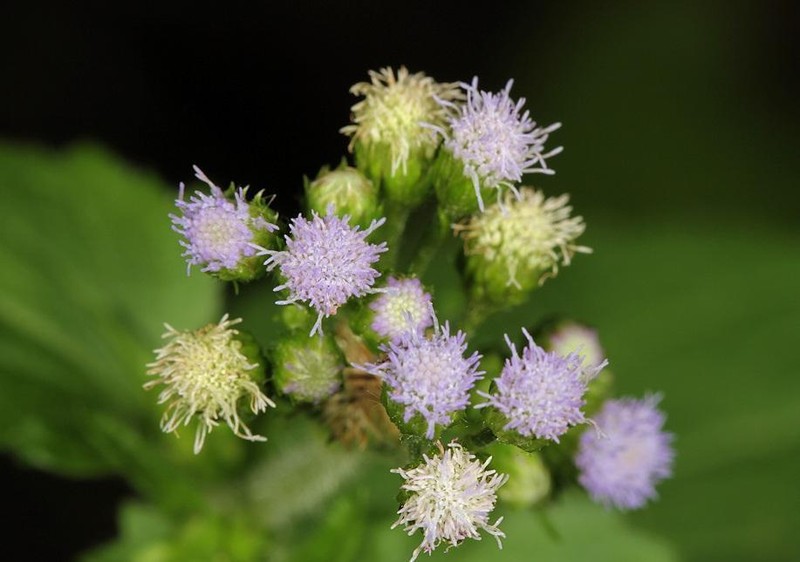 Tropical Whiteweed photo 8