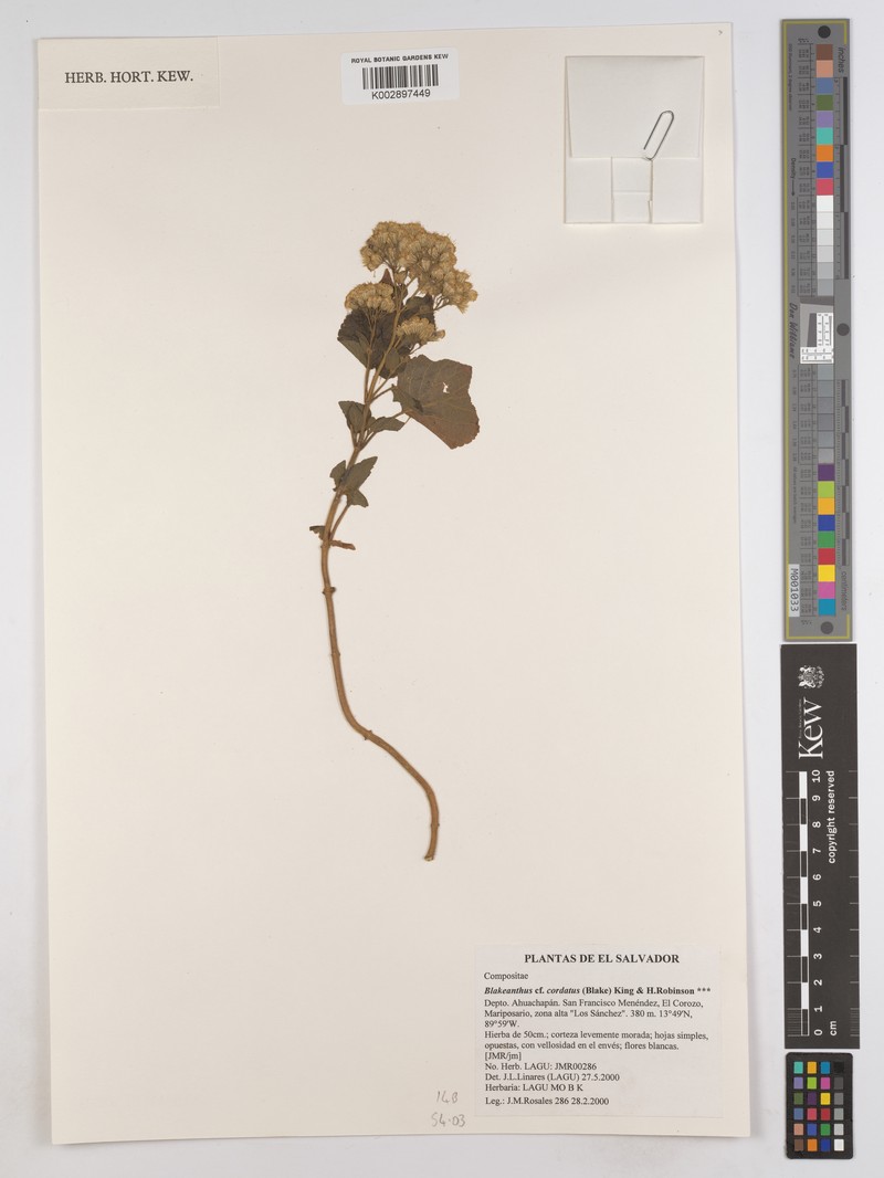 Ageratum cordatum photo 2