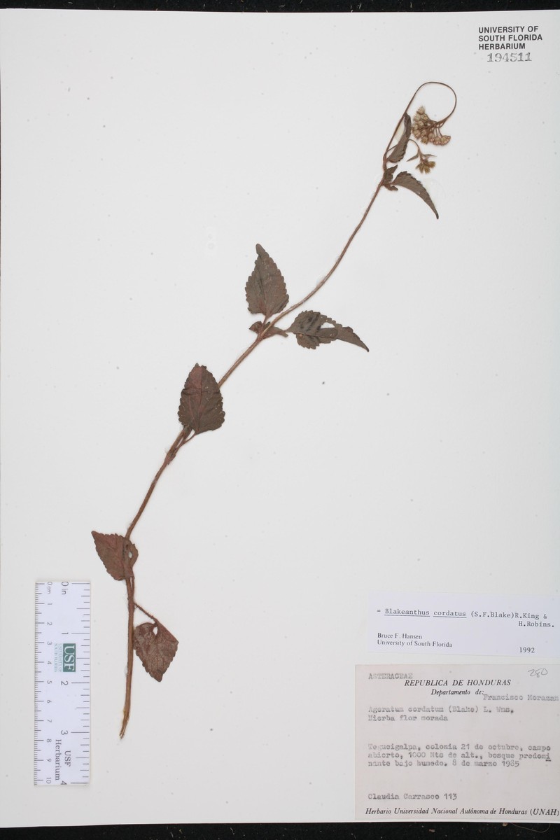 Ageratum cordatum