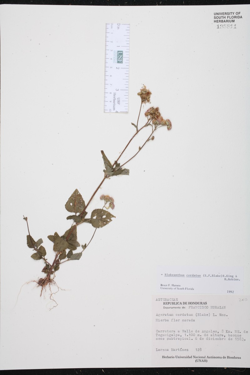 Ageratum cordatum photo 2