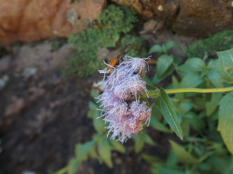 Flat-Top Whiteweed
