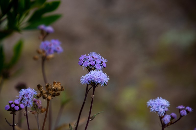 Flat-Top Whiteweed photo 5
