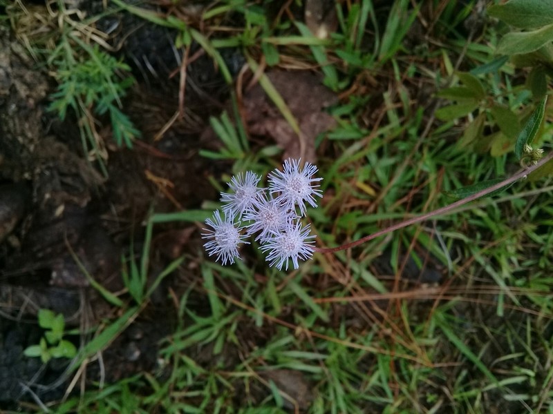 Flat-Top Whiteweed photo 6