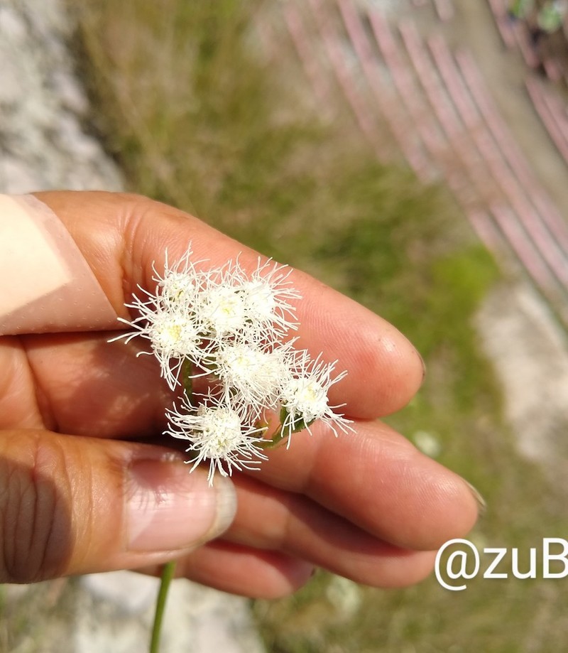 Flat-Top Whiteweed photo 7