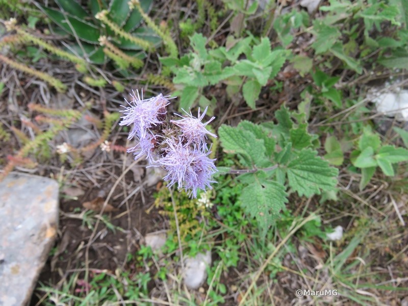 Flat-Top Whiteweed photo 8