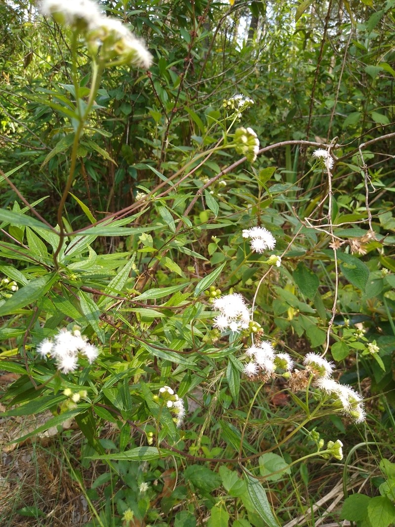 Ageratum echioides photo 3