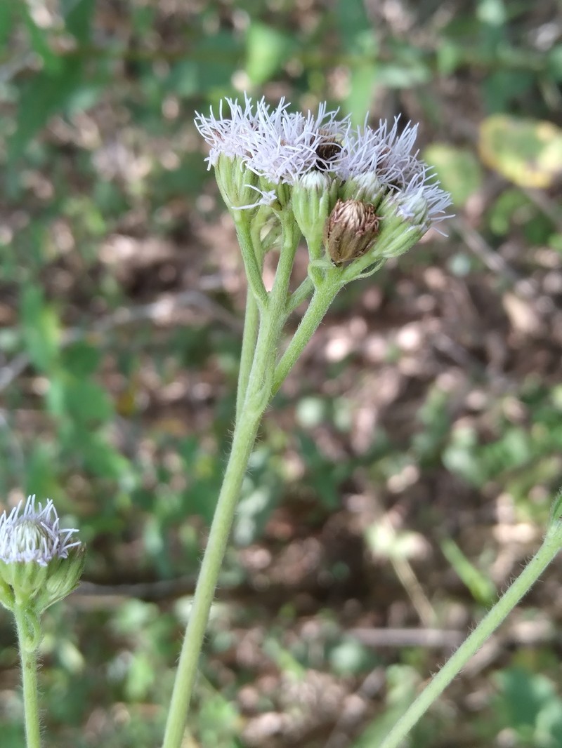 Ageratum echioides photo 4