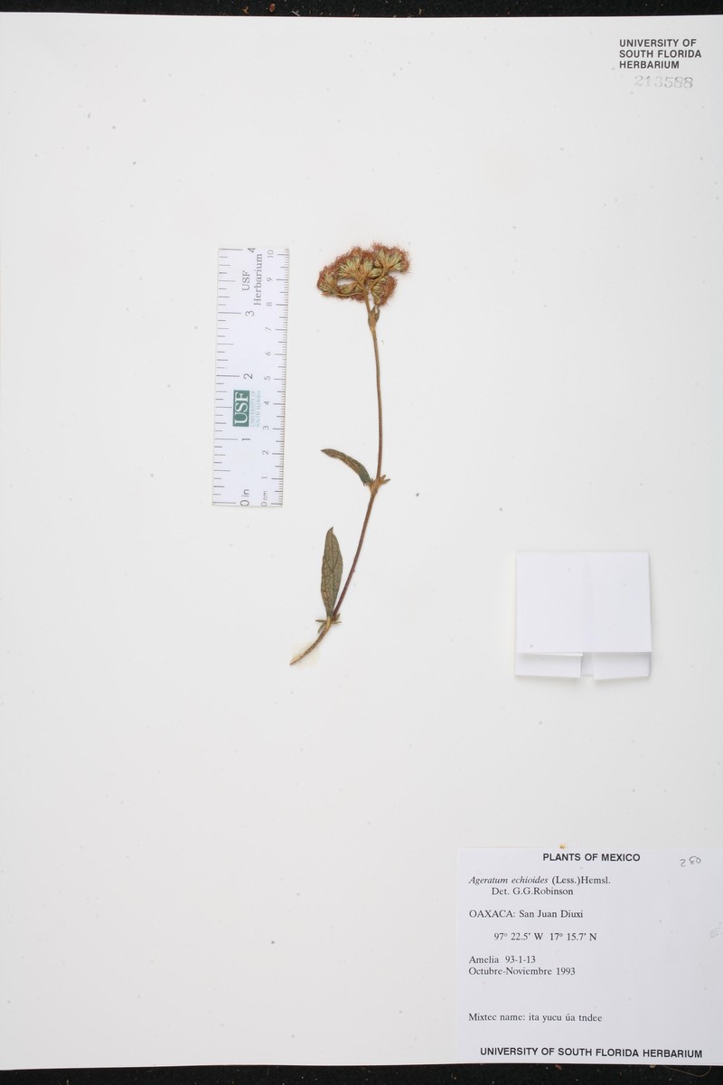 Ageratum echioides photo 2