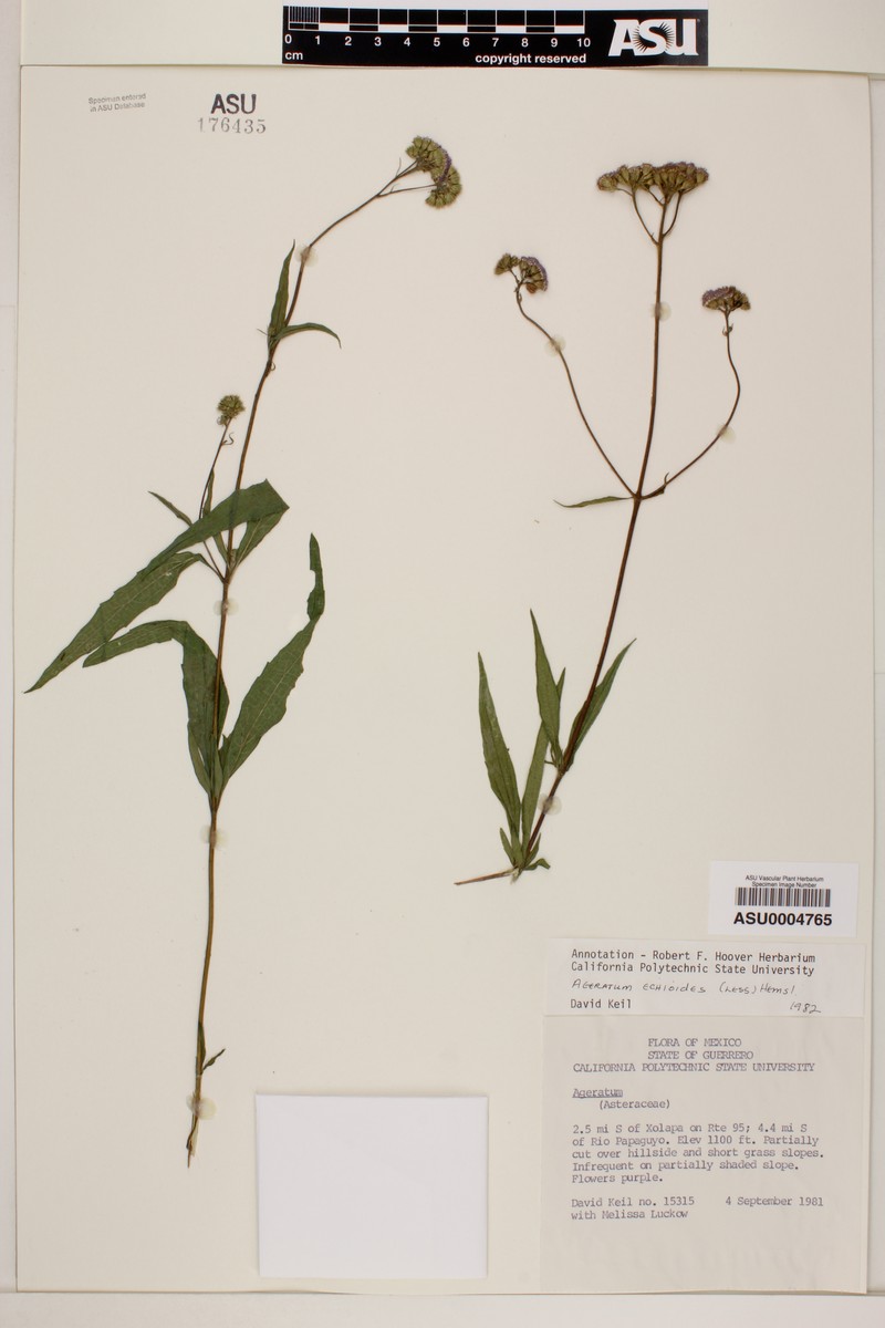 Ageratum echioides photo 3