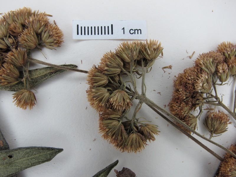 Ageratum echioides photo 4
