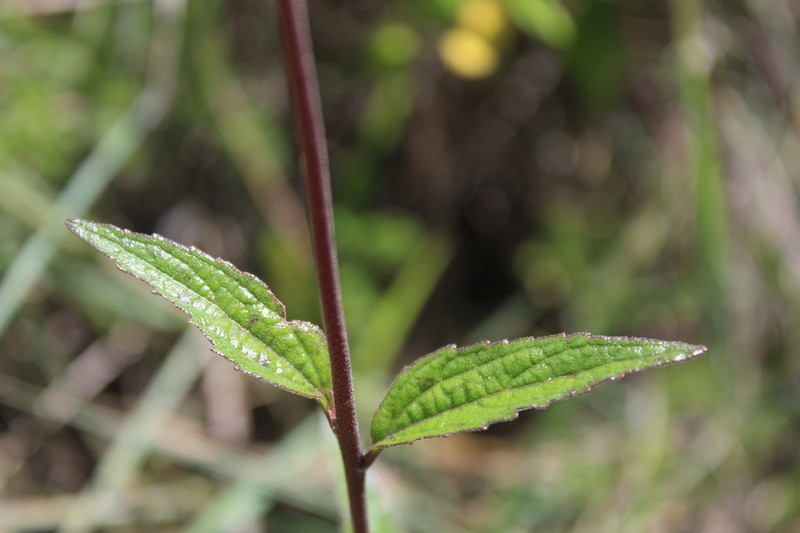 Ageratum elassocarpum