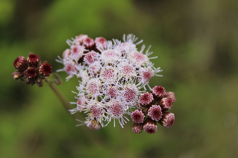 Ageratum elassocarpum photo 2