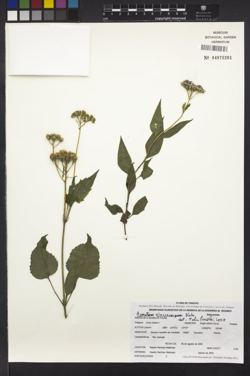 Ageratum elassocarpum photo 3