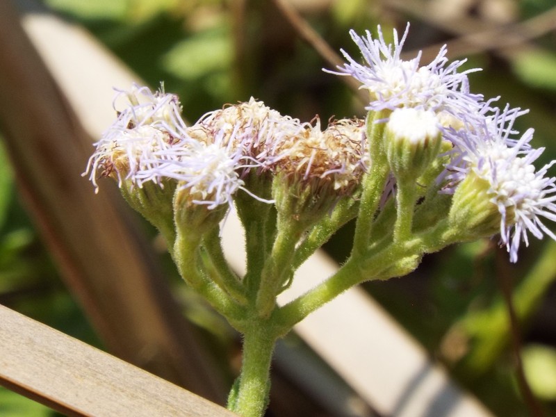 Ageratum elassocarpum
