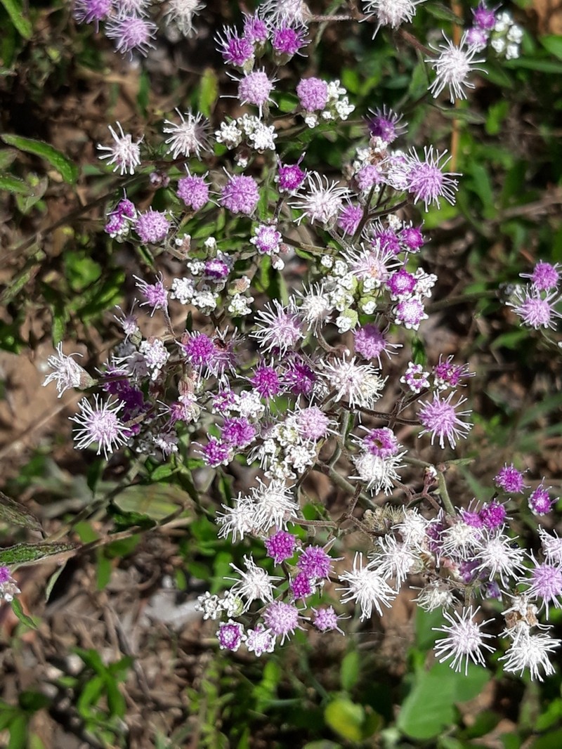 Ageratum fastigiatum
