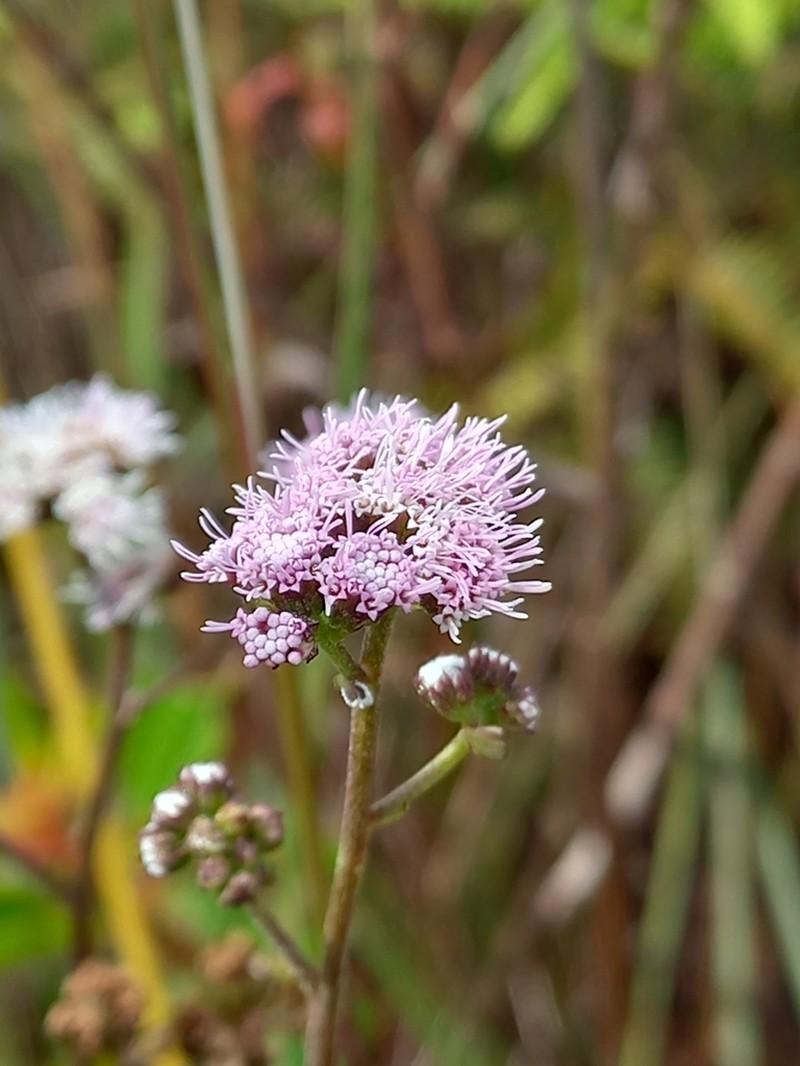 Ageratum fastigiatum photo 2