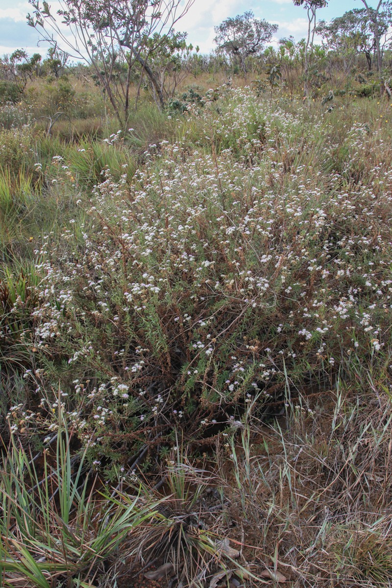 Ageratum fastigiatum photo 3