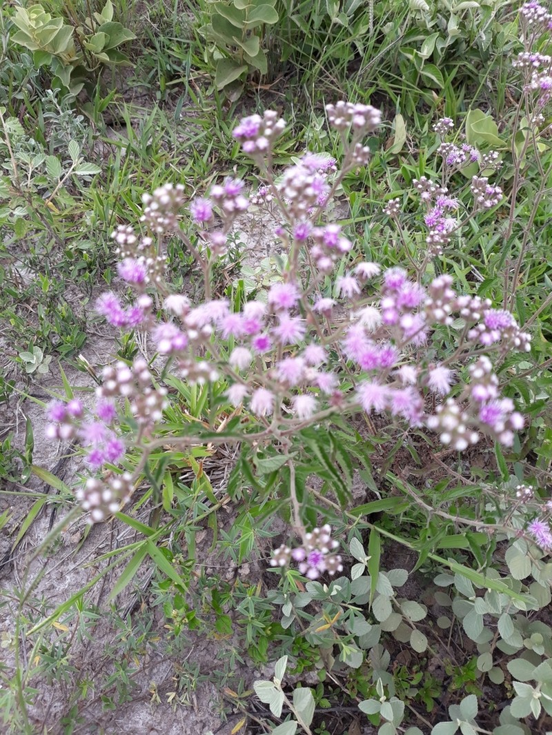 Ageratum fastigiatum photo 4