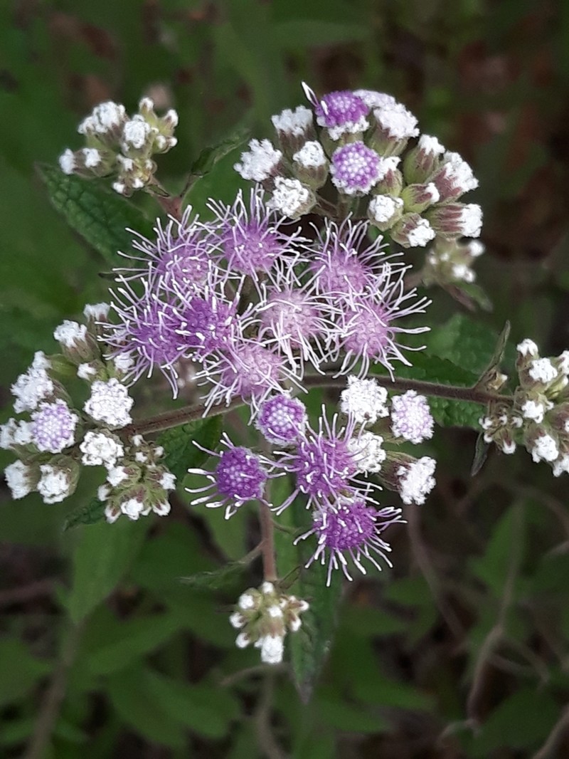 Ageratum fastigiatum photo 5