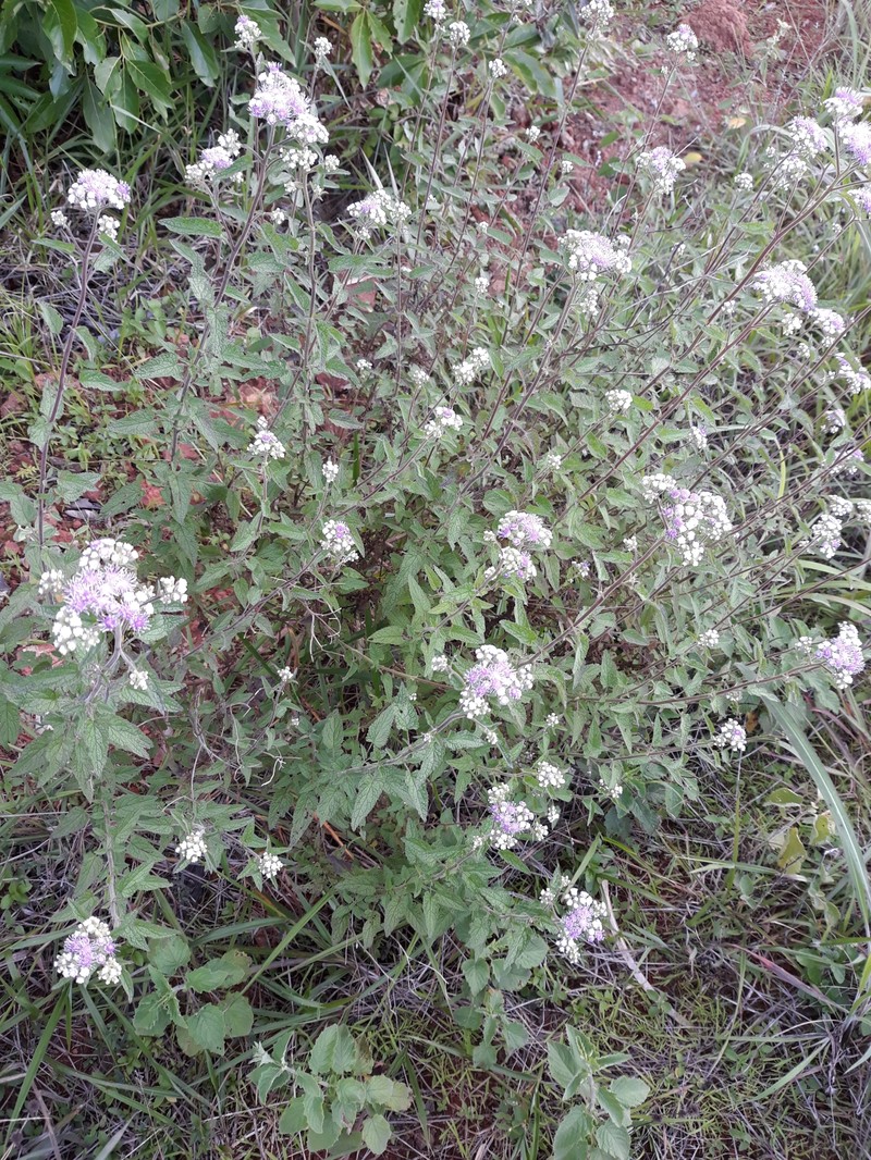 Ageratum fastigiatum photo 8