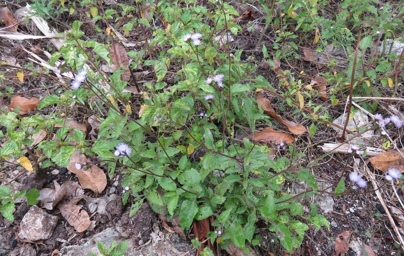 Ageratum gaumeri