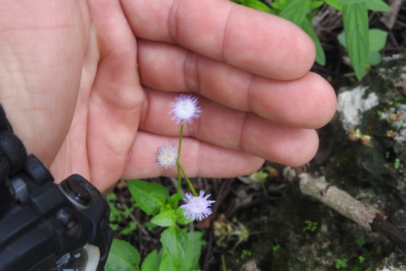 Ageratum gaumeri photo 2