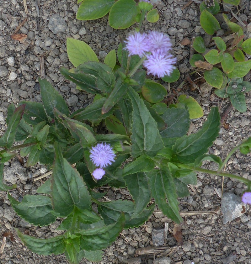 Ageratum gaumeri photo 3